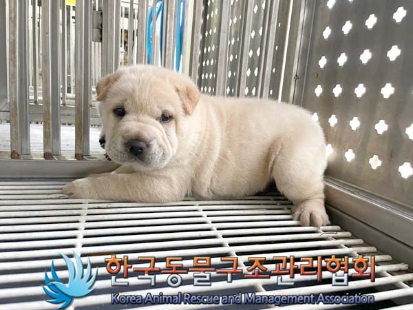 한국동물구조관리협회_441409202401204